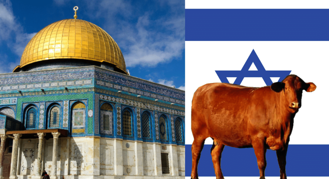 Exploring the Significance of the Red Heifer in Judaism and Islam