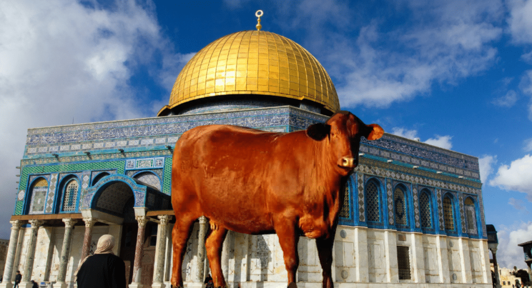 Red Cow Controversy Tensions Rise Over Third Temple Plans